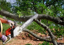 How Our Tree Care Process Works  in  Millcreek, UT